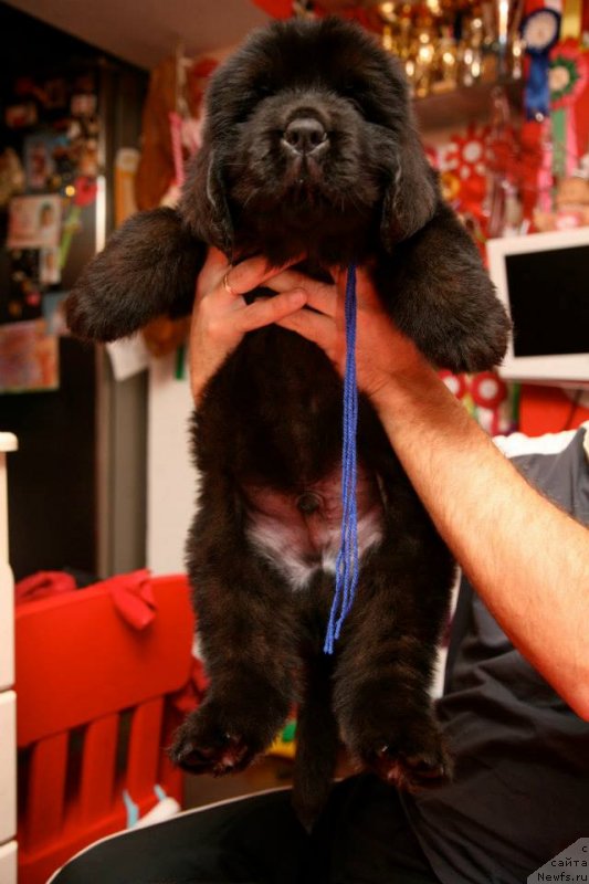 Фото: ньюфаундленд Gladiator Moon Bear