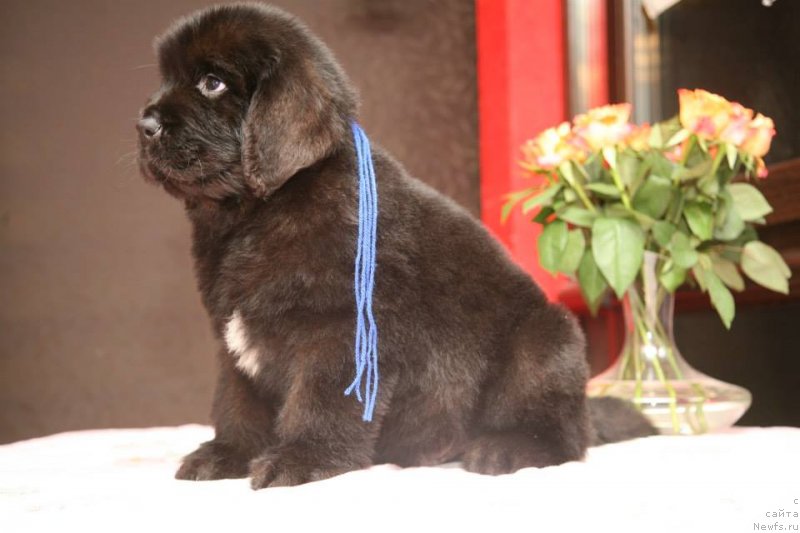 Фото: ньюфаундленд Gladiator Moon Bear