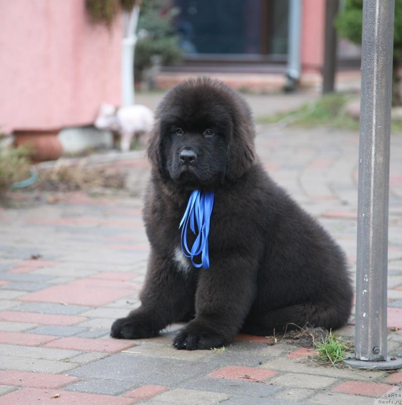 Фото: ньюфаундленд Gladiator Moon Bear