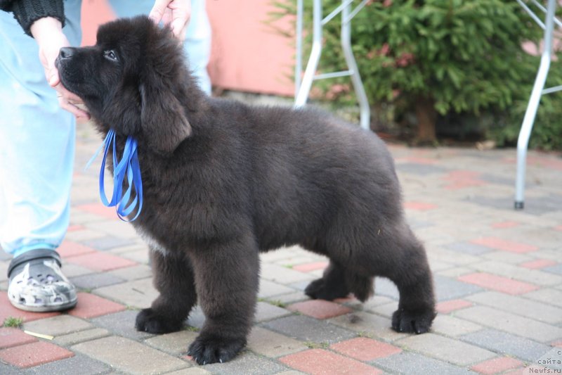 Фото: ньюфаундленд Gladiator Moon Bear