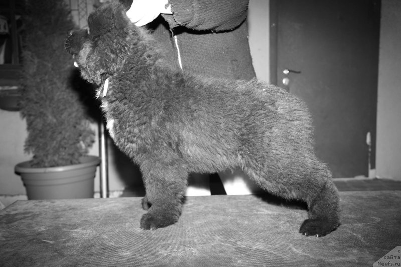 Фото: ньюфаундленд Glamoor Moon Bear