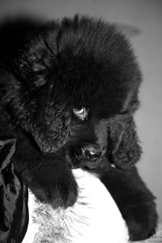 Фото: ньюфаундленд Glamoor Moon Bear