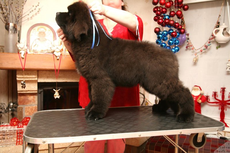 Фото: ньюфаундленд Gladiator Moon Bear