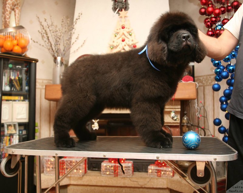 Фото: ньюфаундленд Gladiator Moon Bear