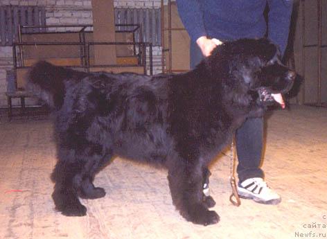 Фото: ньюфаундленд Нортон Нью Спейс