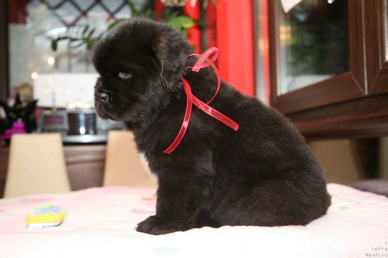 Фото: ньюфаундленд Guliver Moon Bear