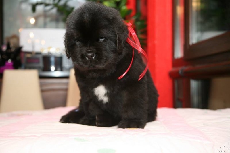 Фото: ньюфаундленд Guliver Moon Bear