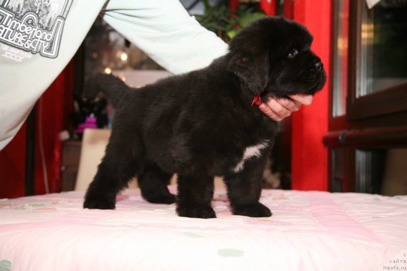 Фото: ньюфаундленд Guliver Moon Bear