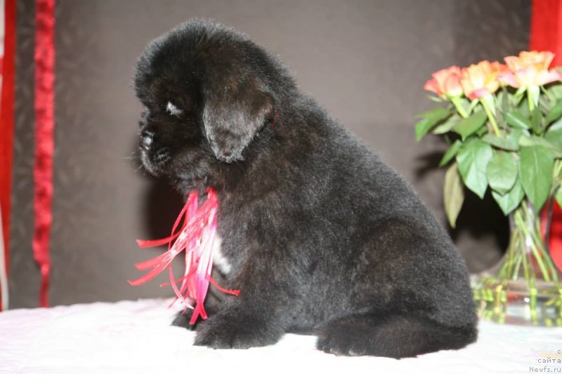Фото: ньюфаундленд Guliver Moon Bear