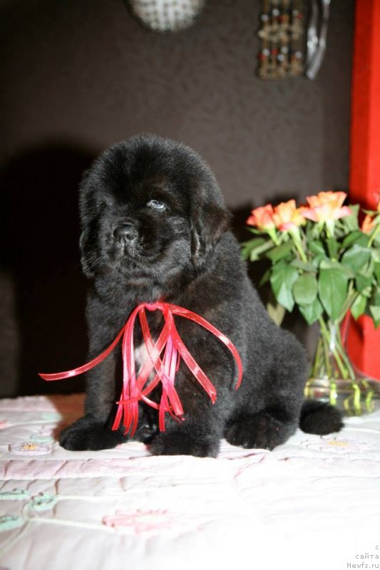 Фото: ньюфаундленд Guliver Moon Bear