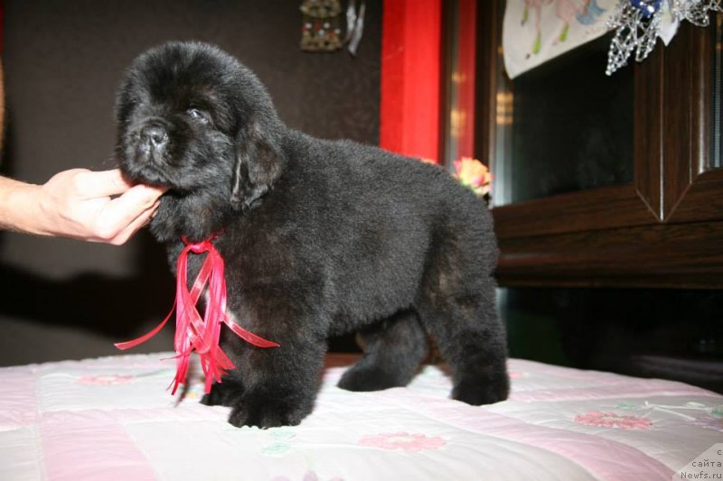 Фото: ньюфаундленд Guliver Moon Bear