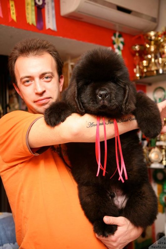 Фото: ньюфаундленд Guliver Moon Bear