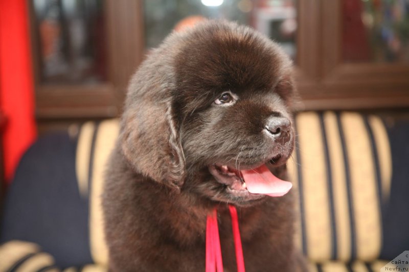 Фото: ньюфаундленд Guliver Moon Bear