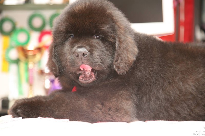 Фото: ньюфаундленд Guliver Moon Bear