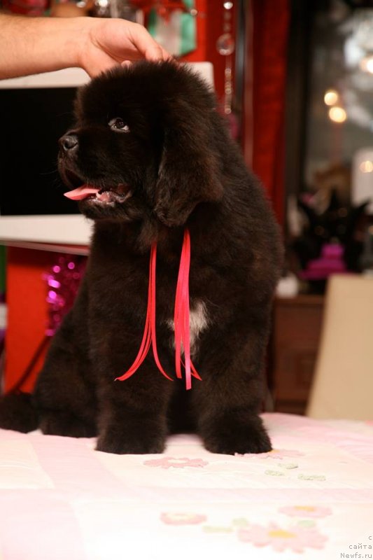 Фото: ньюфаундленд Guliver Moon Bear