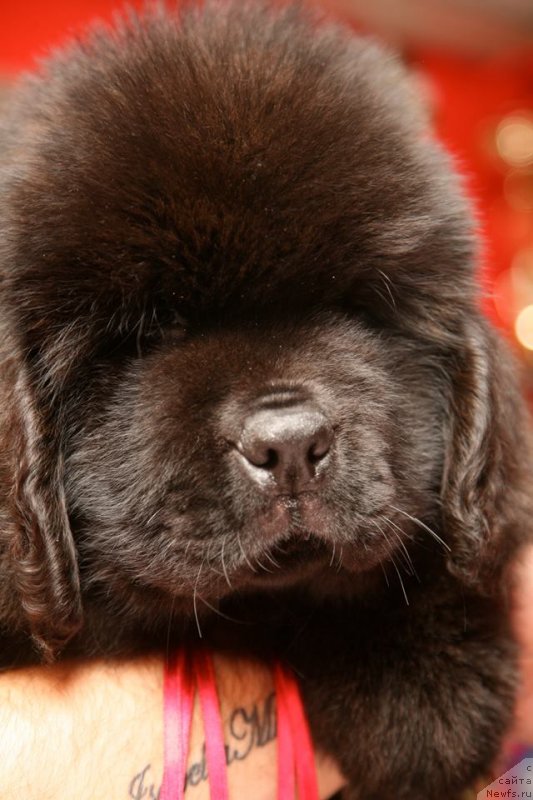 Фото: ньюфаундленд Guliver Moon Bear