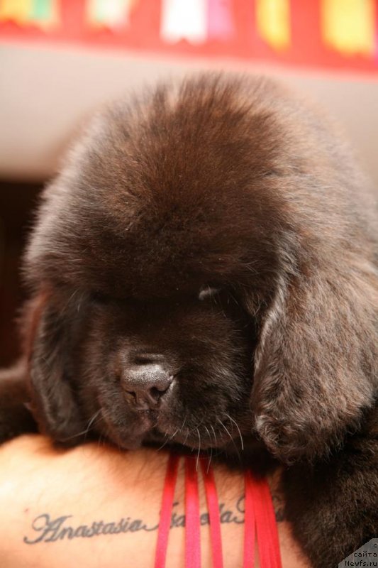 Фото: ньюфаундленд Guliver Moon Bear