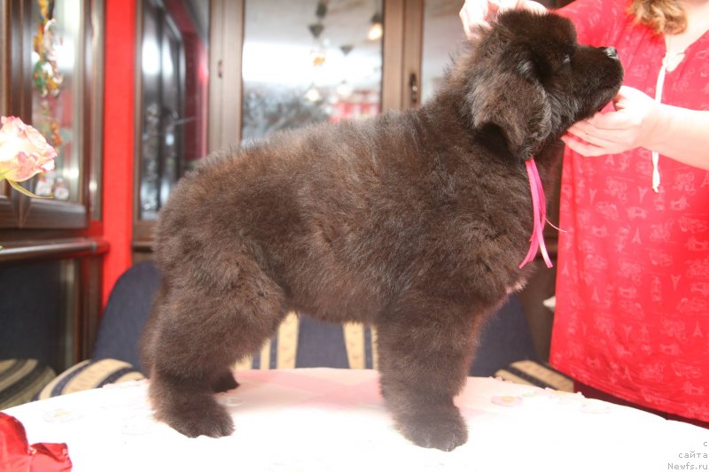 Фото: ньюфаундленд Guliver Moon Bear