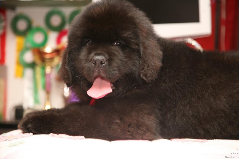 Фото: ньюфаундленд Guliver Moon Bear