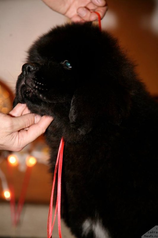 Фото: ньюфаундленд Guliver Moon Bear