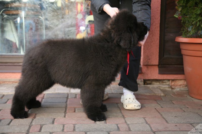 Фото: ньюфаундленд Guliver Moon Bear