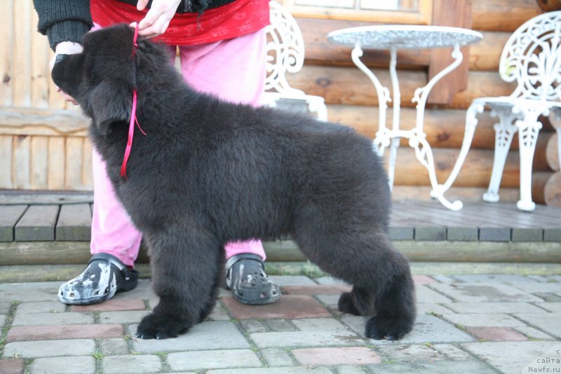 Фото: ньюфаундленд Guliver Moon Bear