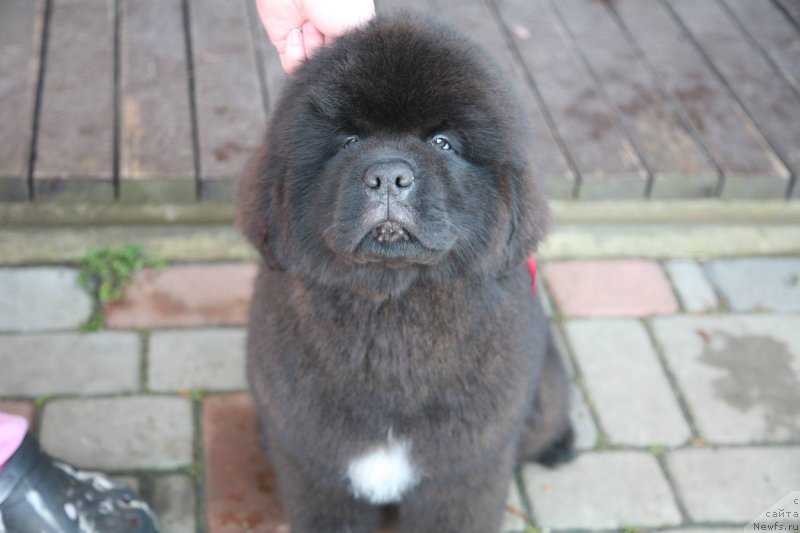 Фото: ньюфаундленд Guliver Moon Bear