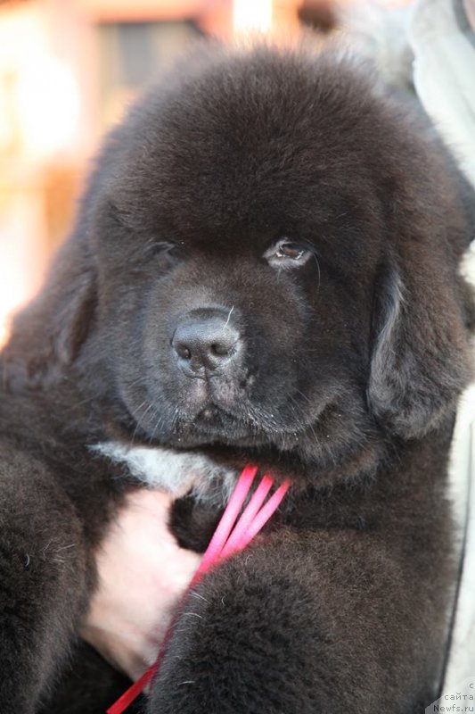 Фото: ньюфаундленд Guliver Moon Bear