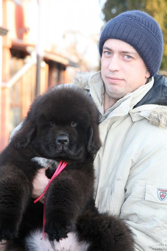 Фото: ньюфаундленд Guliver Moon Bear, Александр Розенфельд