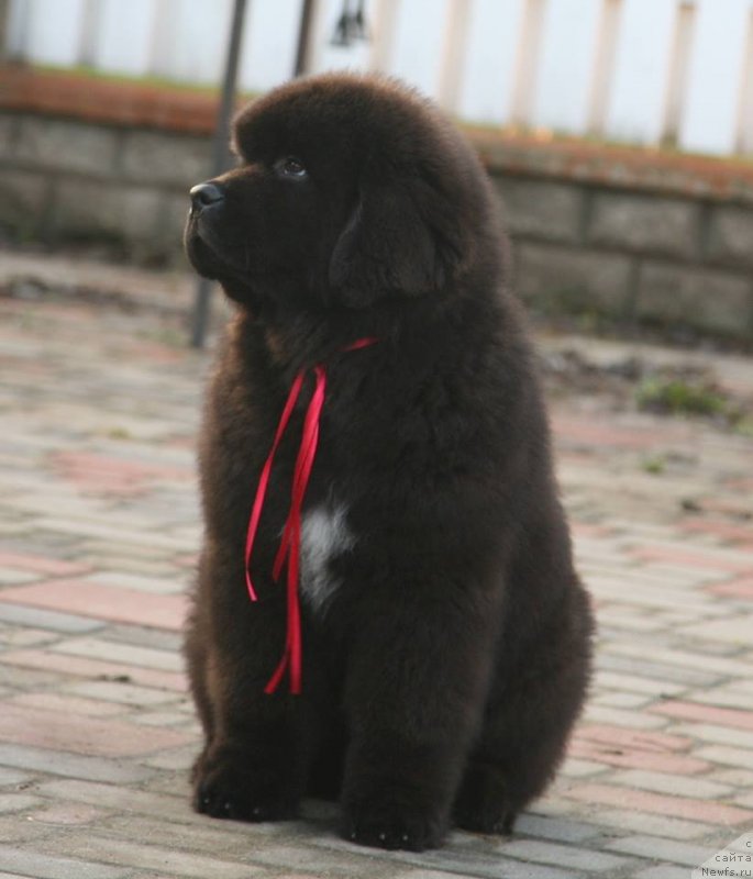 Фото: ньюфаундленд Guliver Moon Bear