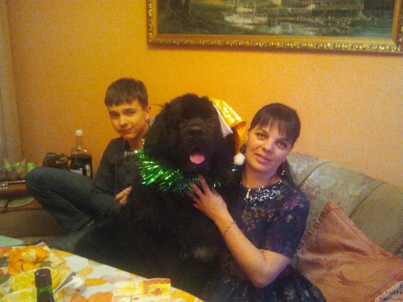 Фото: ньюфаундленд Аквиан Сонг Инвизибел Энжел