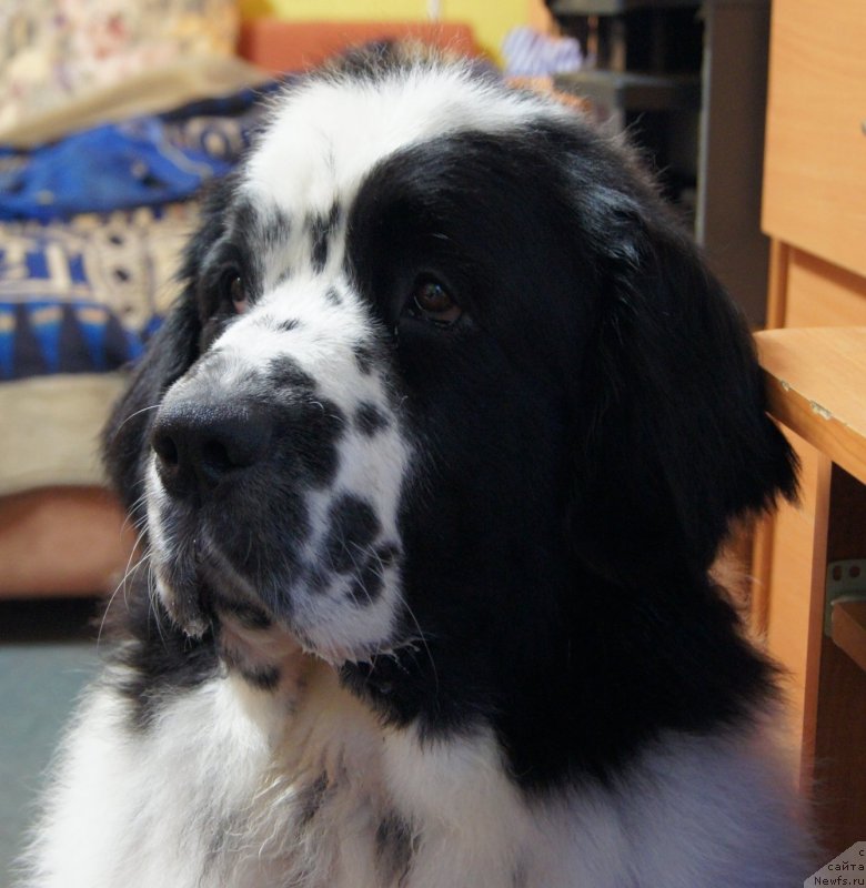 Фото: ньюфаундленд Сент Джонс Царевна Лебедь (Sent Djons Carevna Lebed)