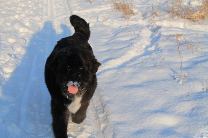 Фото: ньюфаундленд Флюфи Аваланч Нев Леасе он Лифе (Fluffy Avalanche New Lease on Life)
