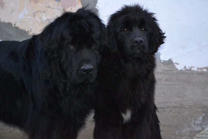 Фото: ньюфаундленд I'm Little Princess Midnight Bear, ньюфаундленд Талисман Моря Мишель