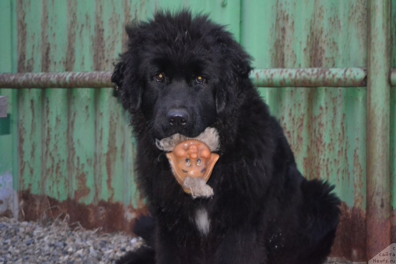 Фото: ньюфаундленд Талисман Моря Мишель
