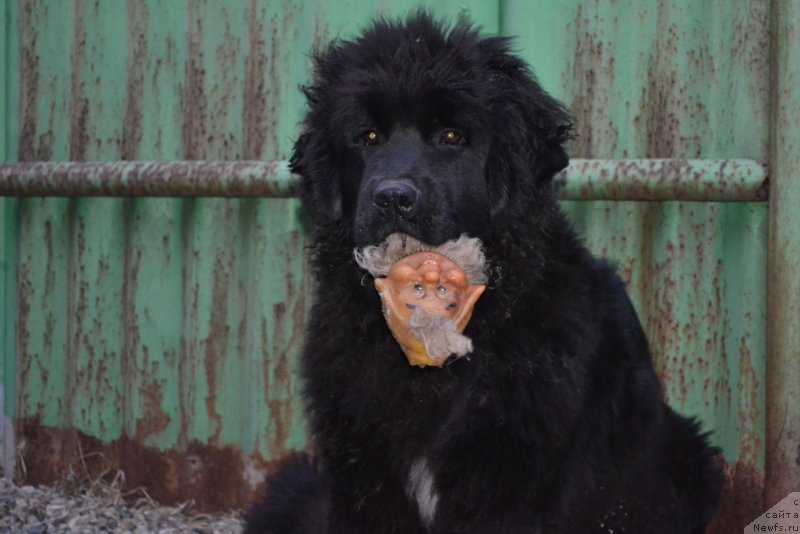 Фото: ньюфаундленд Талисман Моря Мишель