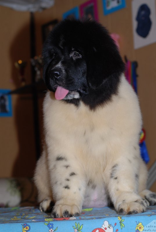 Фото: ньюфаундленд Флюфи Аваланч Панацея