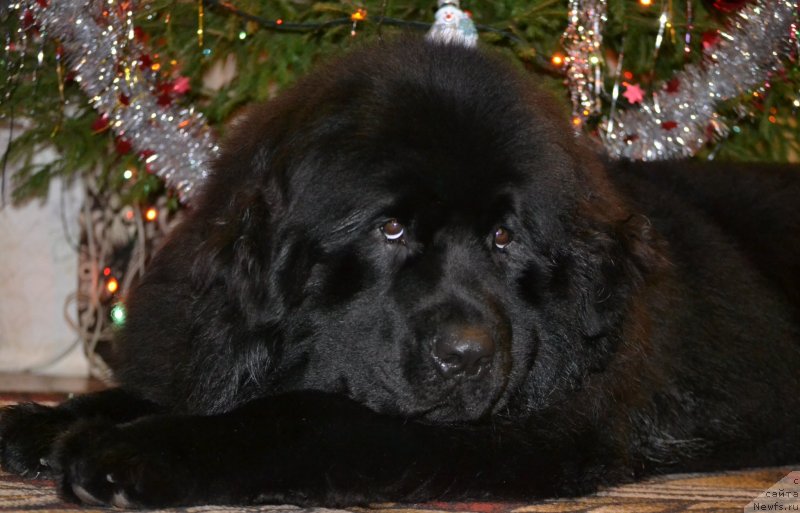 Фотография № 142873