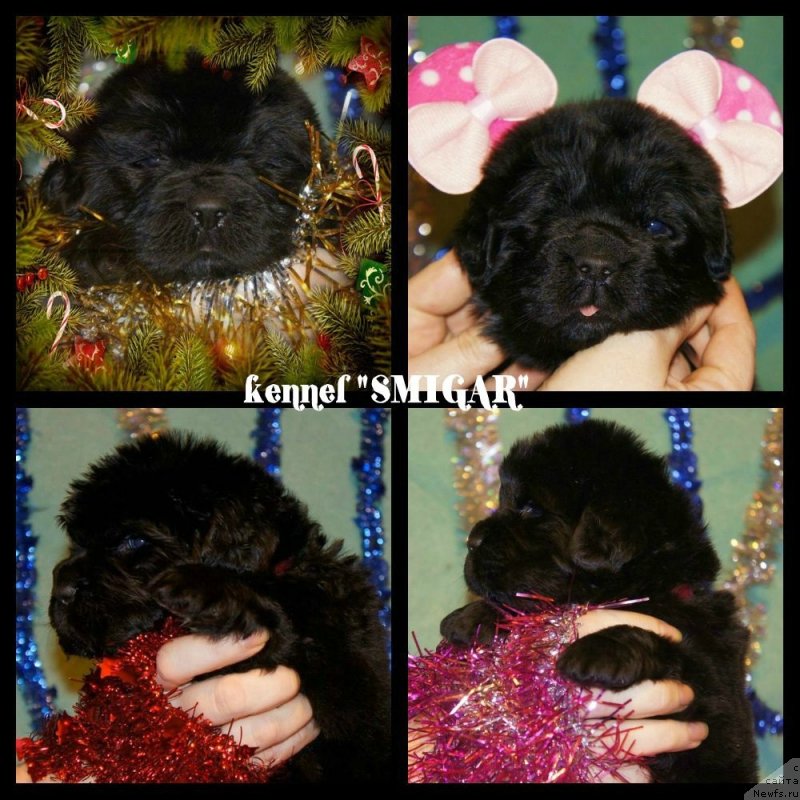 Фото: ньюфаундленд Смигар Северная Верона, ньюфаундленд Акватория Келвин Флэш Ройал (Aquatoriya Kelvin Flash Royal)