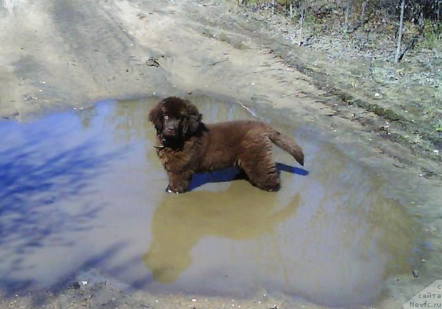 Фото: ньюфаундленд Зенон Зачарованный Принц