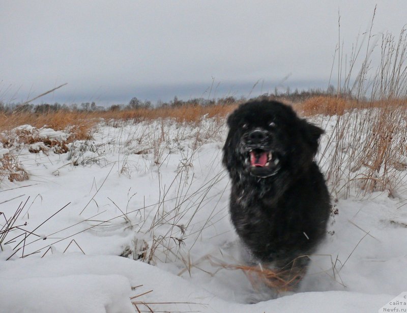 Фото: ньюфаундленд Фанньюф Гендальф Грейт