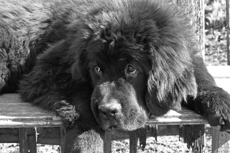 Фото: ньюфаундленд Фанньюф Гендальф Грейт