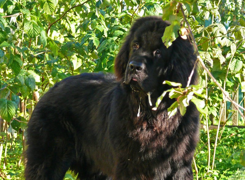 Фото: ньюфаундленд Фанньюф Гендальф Грейт