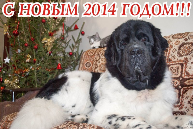 Фото: ньюфаундленд Степная Пальмира Естественно Я Лучший