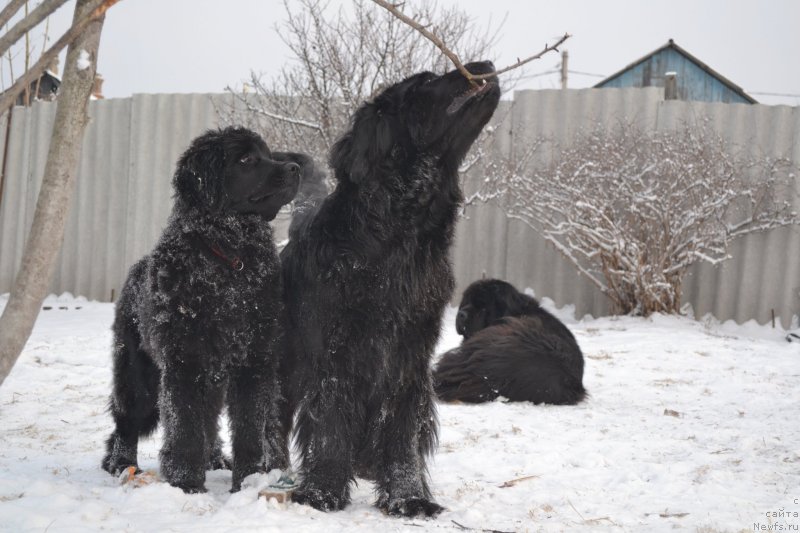 Фото: ньюфаундленд Талисман Моря Магия Волн, ньюфаундленд I'm Little Princess Midnight Bear