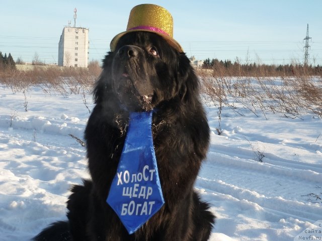 Фото: ньюфаундленд На Гребне Волны Королевский Сын