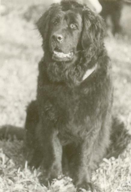 Фото: ньюфаундленд Мона