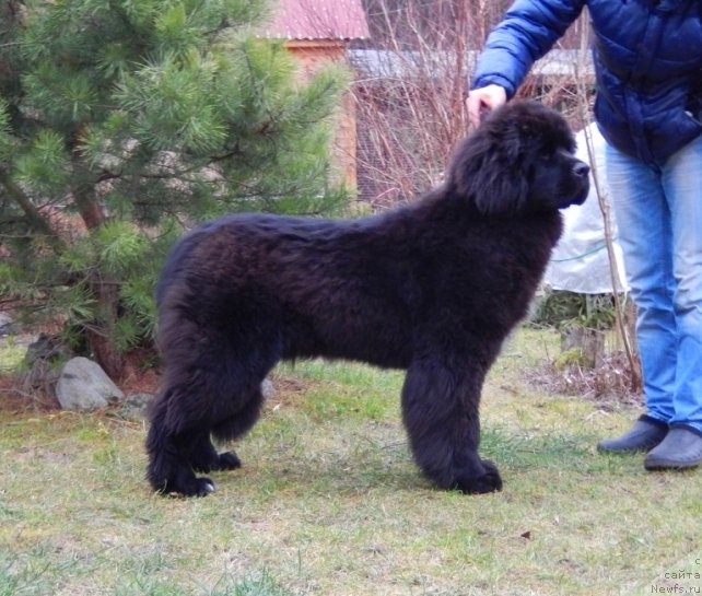 Фото: ньюфаундленд Смигар Лав Стори (Smigar Love Story)