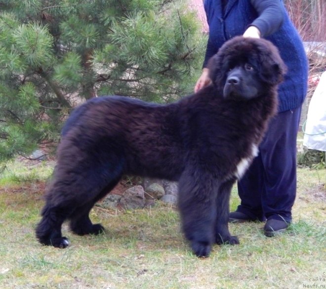 Фото: ньюфаундленд Смигар Лав Стори (Smigar Love Story)