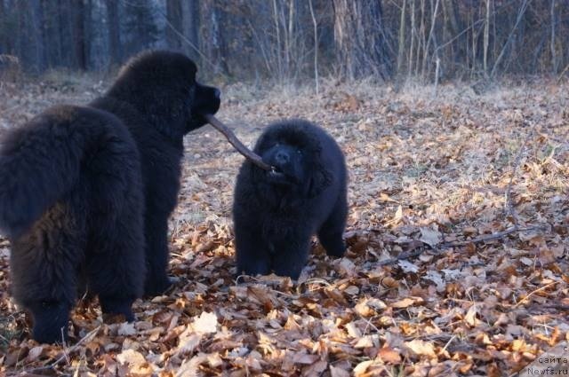 Фото: ньюфаундленд Guy of Hope Moon Bear